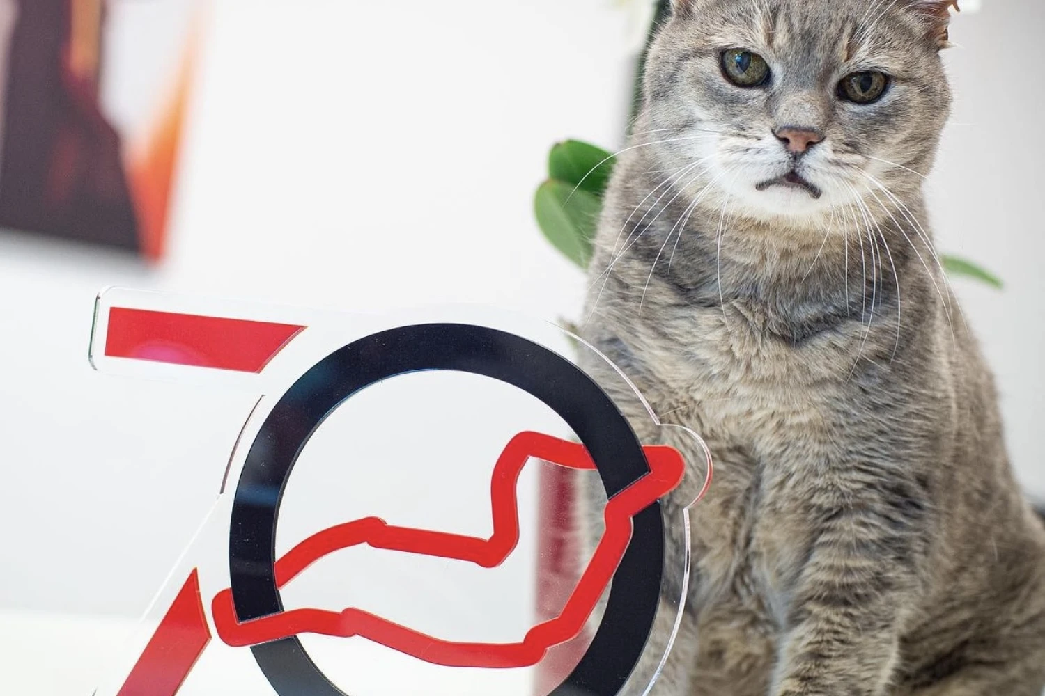 Formulino, the famous cat from Imola, has passed away